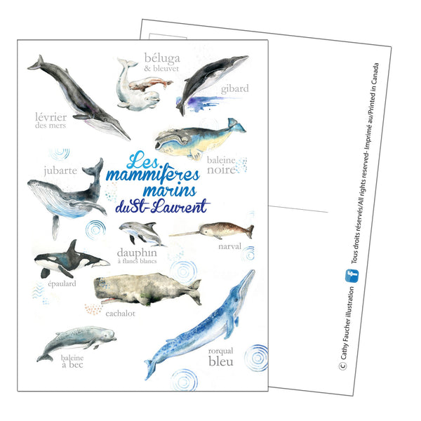 Carte postale baleines du Saint-Laurent