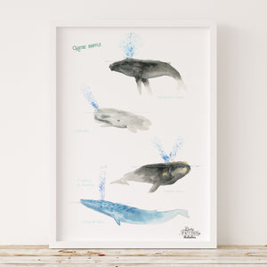 Affiche Souffles de baleines