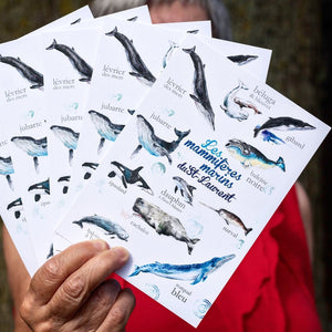 Carte postale baleines du Saint-Laurent